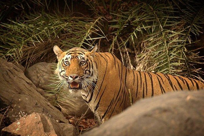 2-Days Private Ranthambhore Tiger Tour from Jaipur - Day one: Check in, then head into tiger country