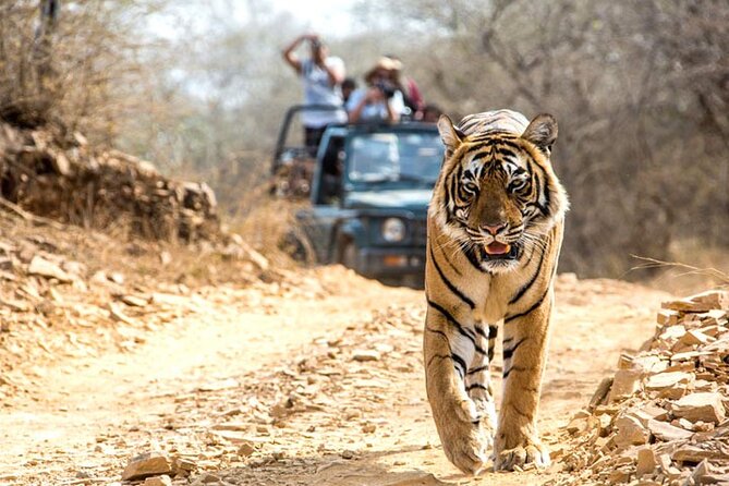 2-Days Private Ranthambhore Tiger Tour from Jaipur - What the safari can and cannot promise