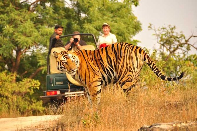 2-Days Private Ranthambhore Tiger Tour from Jaipur - A few details to settle before you go