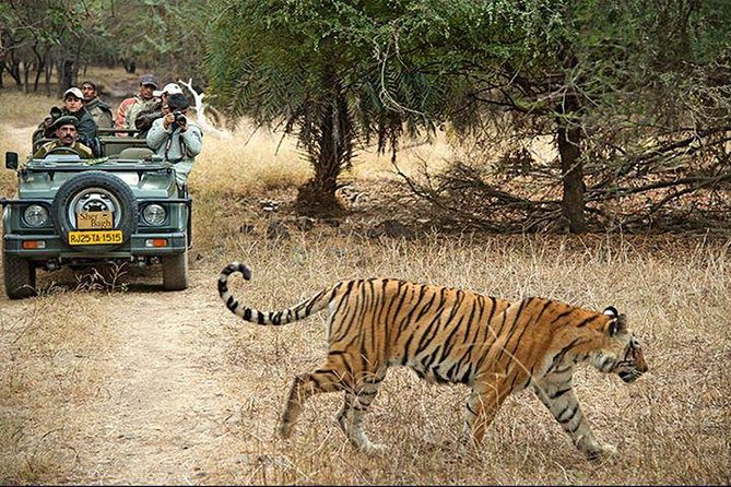 2-Days Private Ranthambhore Tiger Tour from Jaipur - Day two: A second chance at a tiger sighting
