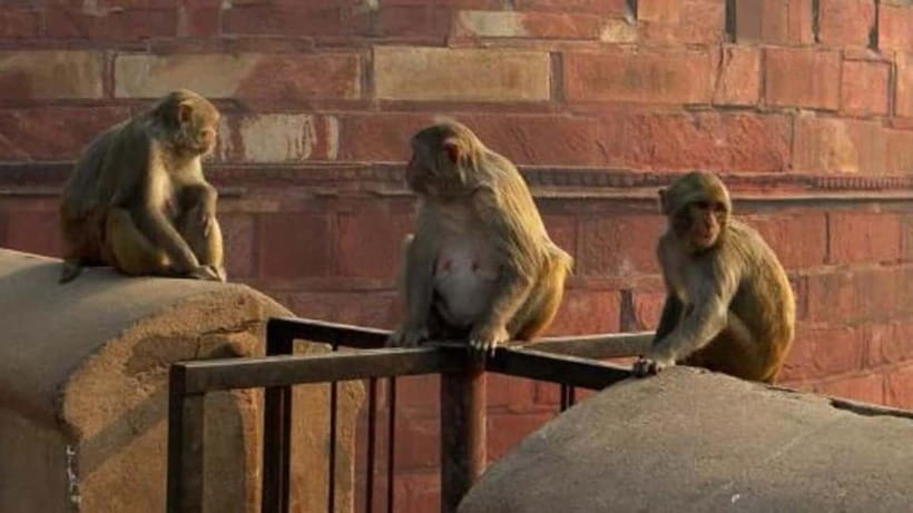 Agra: Monkey Safari Guided Walking Tour - What makes this walk different