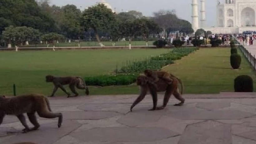 Agra: Monkey Safari Guided Walking Tour - A different side of Agra, one lane at a time