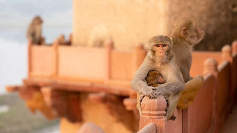 Agra: Monkey Safari Guided Walking Tour - Rooftops, temples, and the human side of the story