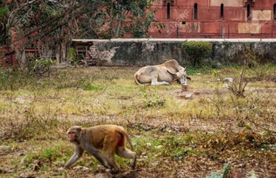 Monkey Safari Guided Walking Tour