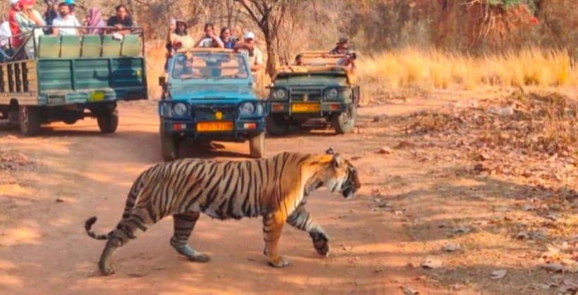 Canter Safari: Skip-the-line Entry Ranthambore Tiger Reserve - A shared canter changes the feel of the safari
