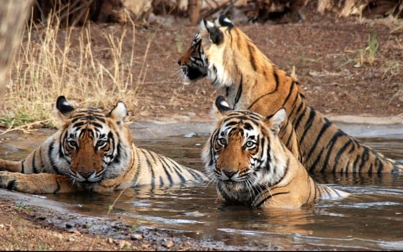 Canter Safari: Skip-the-line Entry Ranthambore Tiger Reserve - Forest, hills and lakes reward a patient eye