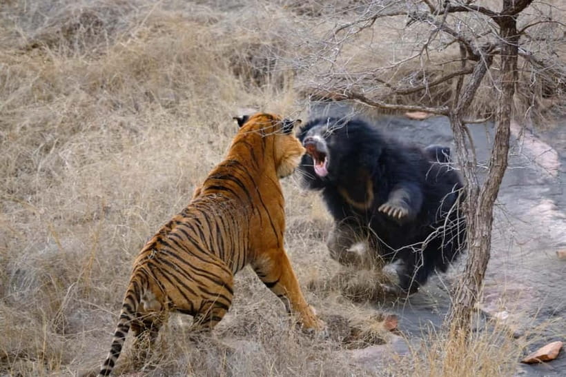 Canter Safari: Skip-the-line Entry Ranthambore Tiger Reserve - Getting to Sawai Madhopur