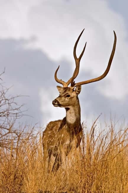 Canter Safari: Skip-the-line Entry Ranthambore Tiger Reserve - Who will enjoy this safari most