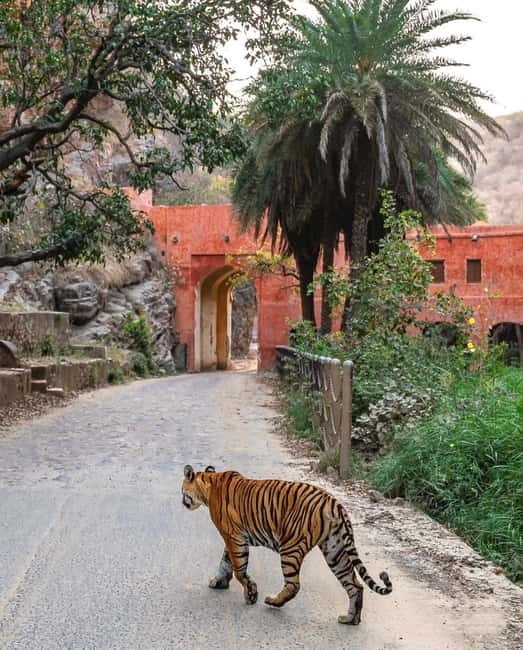 Canter Safari: Skip-the-line Entry Ranthambore Tiger Reserve - Should you book it?