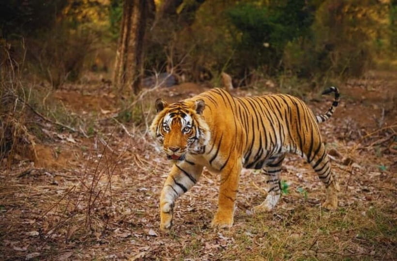 Canter Safari: Skip-the-line Entry Ranthambore Tiger Reserve - FAQ