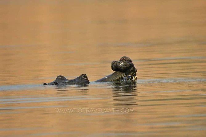 Chambal River Safari - What to Know Before You Go