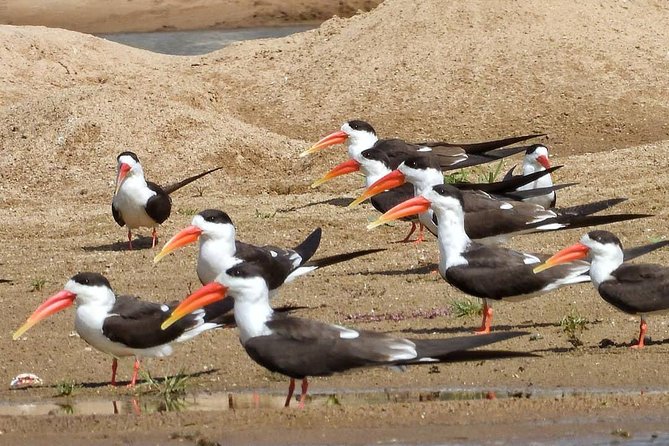Chambal River Safari - A Change of Pace From Agra’s Main Sights