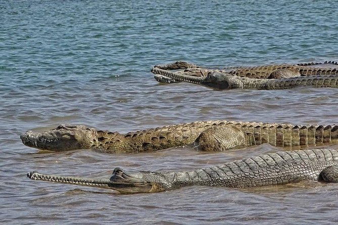 Chambal River Safari - Should You Book It?