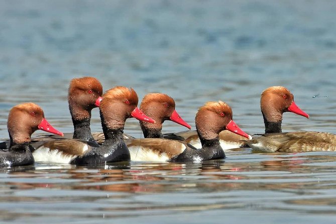 Chambal River Safari - The National Chambal Wildlife Sanctuary