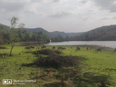 Private 3-Days Jaipur & Ranthambore Tiger Safari Tour