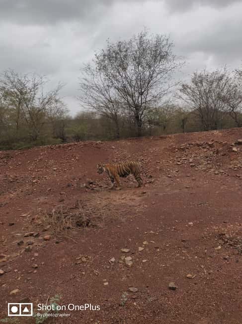 Delhi: Private 3-Days Jaipur & Ranthambore Tiger Safari Tour - FAQ
