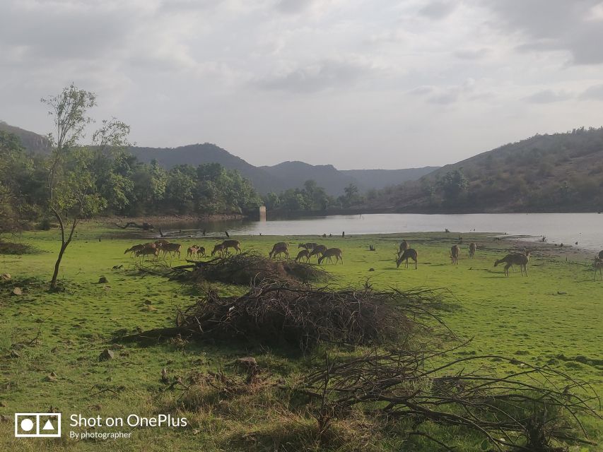 Delhi: Private 3-Days Jaipur & Ranthambore Tiger Safari Tour - Day one: Jaipur’s landmarks, then onward to Ranthambore