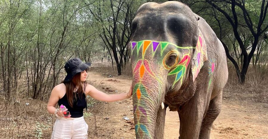 Elefun Best Elephant Sanctuary in Jaipur - What to know before you go