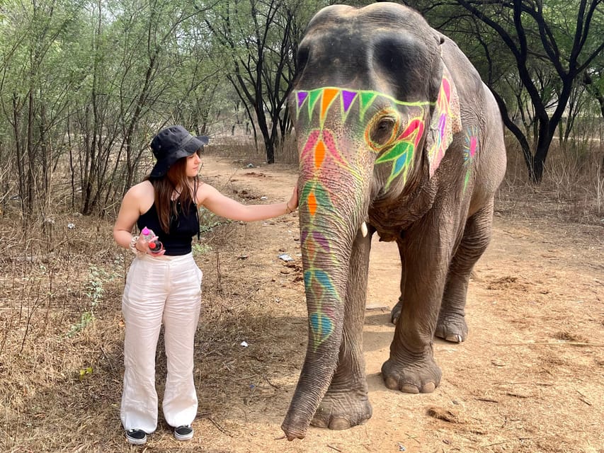 Elefun Best Elephant Sanctuary in Jaipur - Elephant washing, with a seasonal catch
