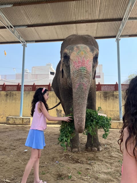 Elefun Best Elephant Sanctuary in Jaipur - Is the $60 price good value?