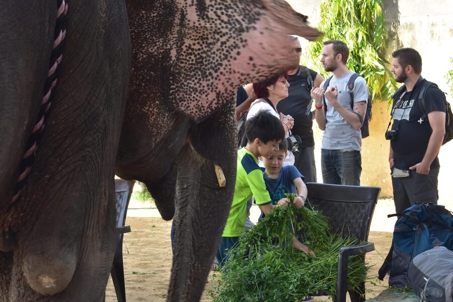 Elefun Best Elephant Sanctuary in Jaipur - Should you book this tour?