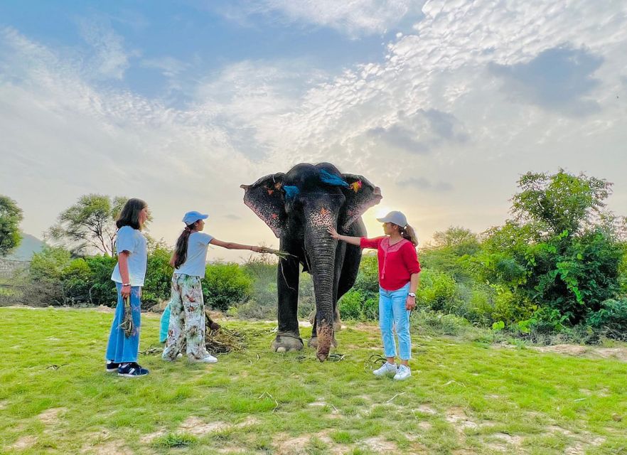 Elephant Sanctuary for Best elephant experience in Jaipur - Meeting Jaipur’s rescued elephants