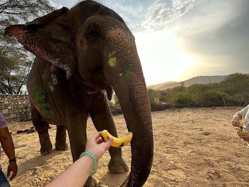 Elephant Sanctuary for Best elephant experience in Jaipur - How much contact is right for you?