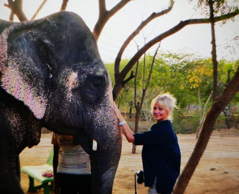 Elephant Sanctuary for Best elephant experience in Jaipur - Is $62 good value?