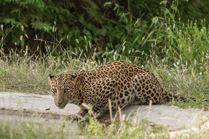Exclusive Safari at Jhalana Leopard Park Including Transfers - Two Zones, Two Different Searches