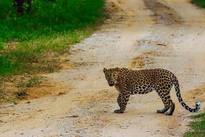 Exclusive Safari at Jhalana Leopard Park Including Transfers - What the Jeep Search Feels Like