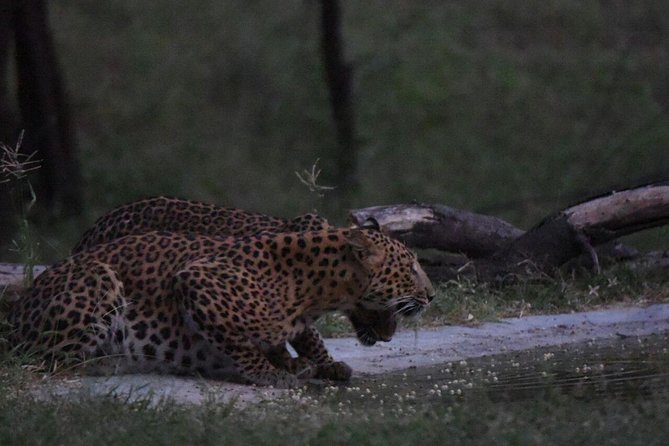 Exclusive Safari at Jhalana Leopard Park Including Transfers - Hotel Transfers and Group Arrangements