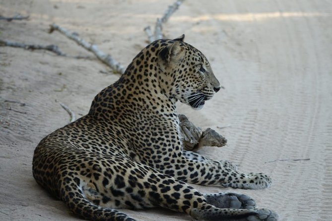 Exclusive Safari at Jhalana Leopard Park Including Transfers - Who Should Choose This Safari