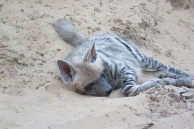 Exclusive Safari at Jhalana Leopard Park Including Transfers - The Early Start or Afternoon Departure