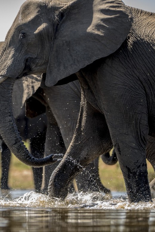 From Agra: Taj Mahal Tour w/ Elephant Conservation - A private route through Agra