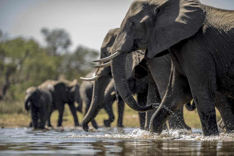 From Agra: Taj Mahal Tour w/ Elephant Conservation - Wildlife SOS and the elephant visit