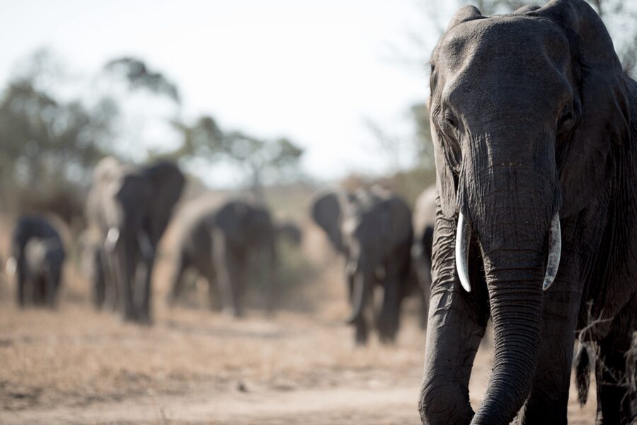 From Agra: Taj Mahal Tour w/ Elephant Conservation - Who should book this Agra tour?