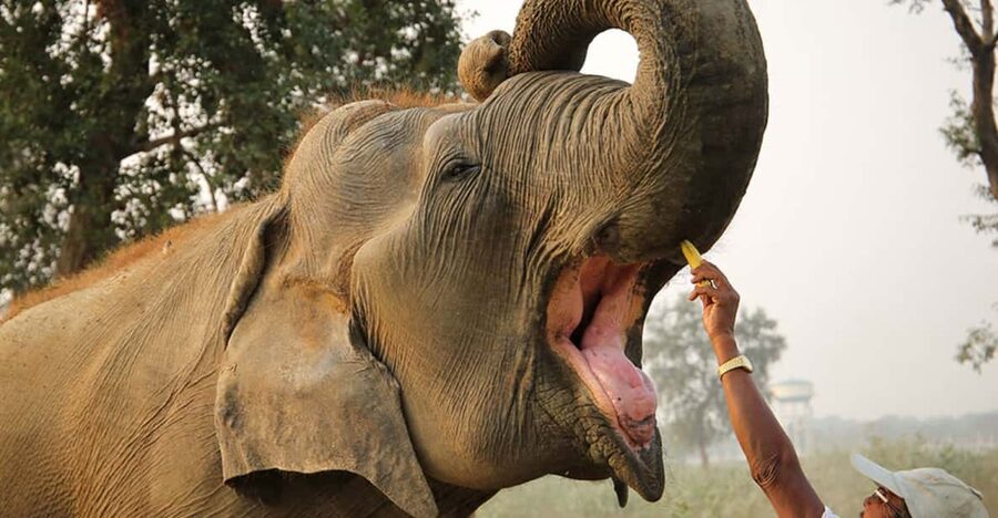 From Agra: Taj Mahal Tour w/ Elephant Conservation - The Taj Mahal before the crowds
