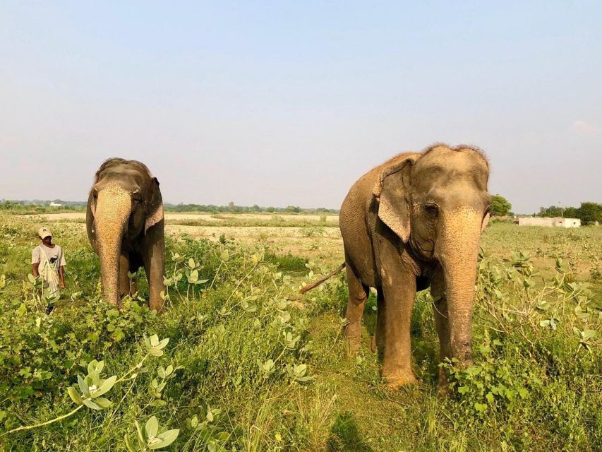 From Agra: Visit to Wildlife SOS Elephant Conservation Trip - Wildlife SOS offers a quieter kind of elephant encounter
