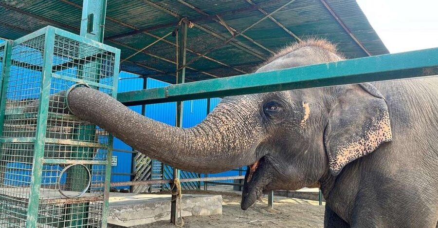From Agra: Visit to Wildlife SOS Elephant Conservation Trip - Two hours to understand the elephants’ stories