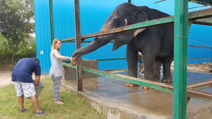 From Agra: Visit to Wildlife SOS Elephant Conservation Trip - The price makes more sense once you separate transport from admission