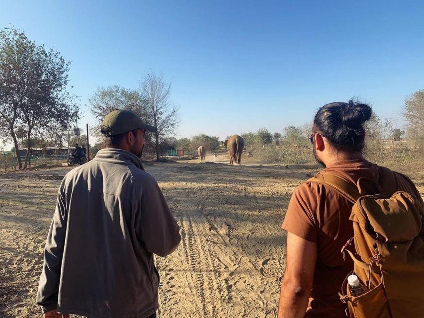 From Agra: Visit to Wildlife SOS Elephant Conservation Trip - Should you book the Wildlife SOS elephant trip?