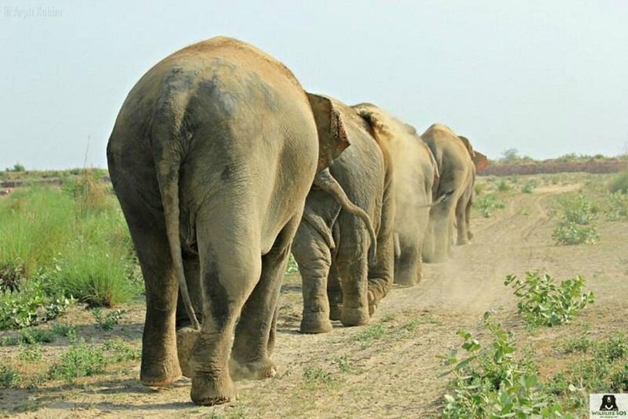From Agra: Visit to Wildlife SOS Elephant Conservation Trip - FAQ