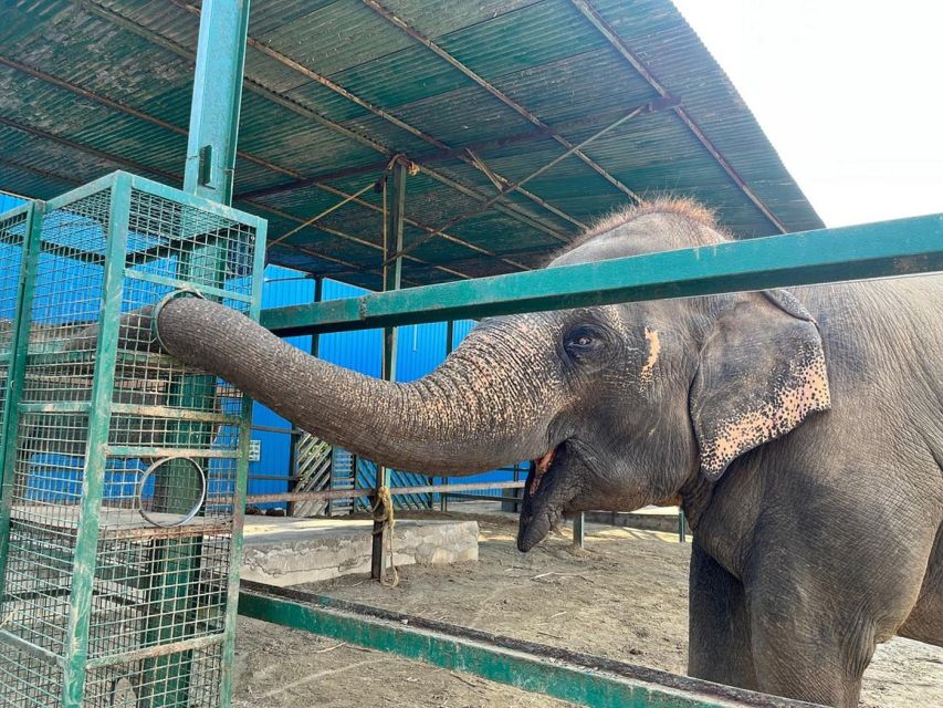 From Agra: Visit to Wildlife SOS Elephant Conservation Trip - The drive from Agra is part of the plan