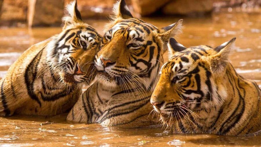 From Delhi: 6-Day Golden Triangle Tour with Ranthambore - Is $183 per person good value?