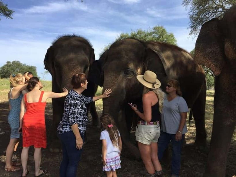 From Delhi: Sunrise Taj Mahal Tour With Elephant SOS - A Delhi pickup, then the road to Agra