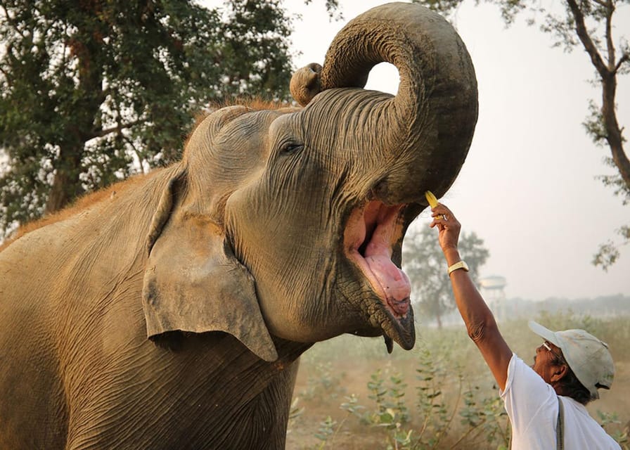 From Delhi: Sunrise Taj Mahal Tour With Elephant SOS - Is this the right Agra day trip for you?
