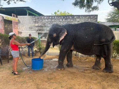 Taj Mahal Sunrise and Elephant Conservation Tour