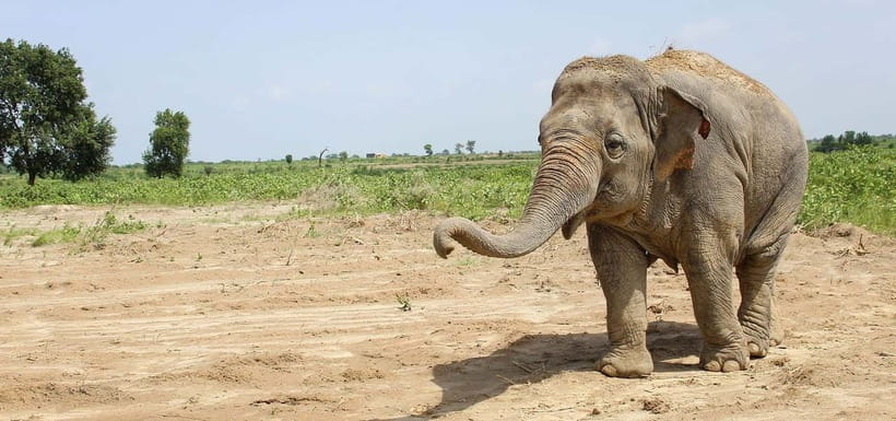 From Delhi: Taj Mahal Sunrise and Elephant Conservation Tour - Wildlife SOS and its rescued elephants