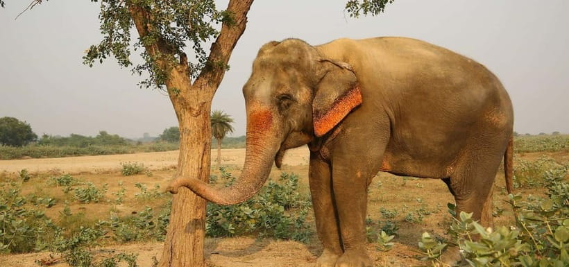 From Delhi: Taj Mahal Sunrise and Elephant Conservation Tour - Is this the right Agra day trip for you?