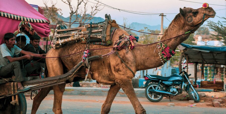 From Jaipur : Ajmer Pushkar Private Tour by Cab with Guide - Who should choose this day trip
